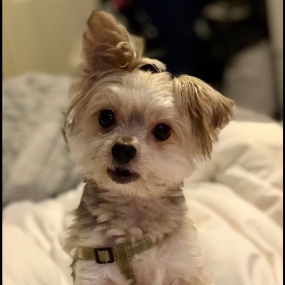 Meet your Posher, Heather - Picture 3 of 4